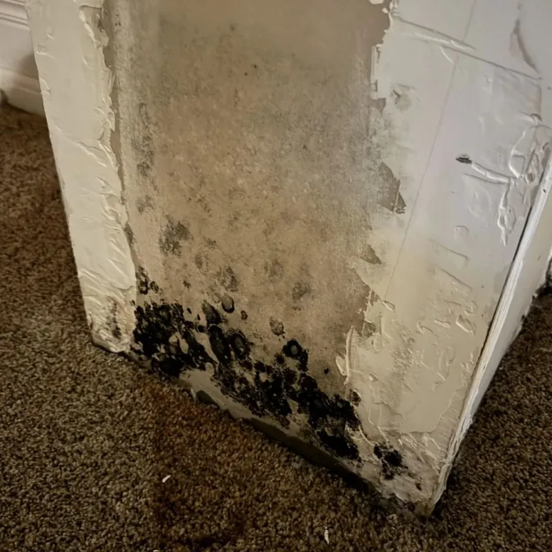 Professional Mold Removal in Norwood, NC